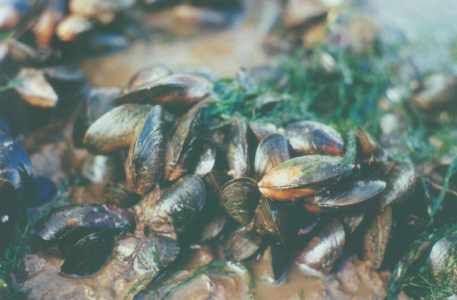 Wash Mussels